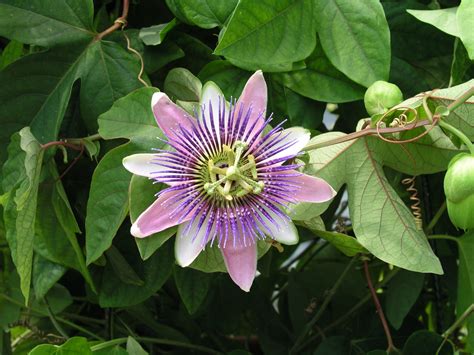 Passion Flowers Ph .